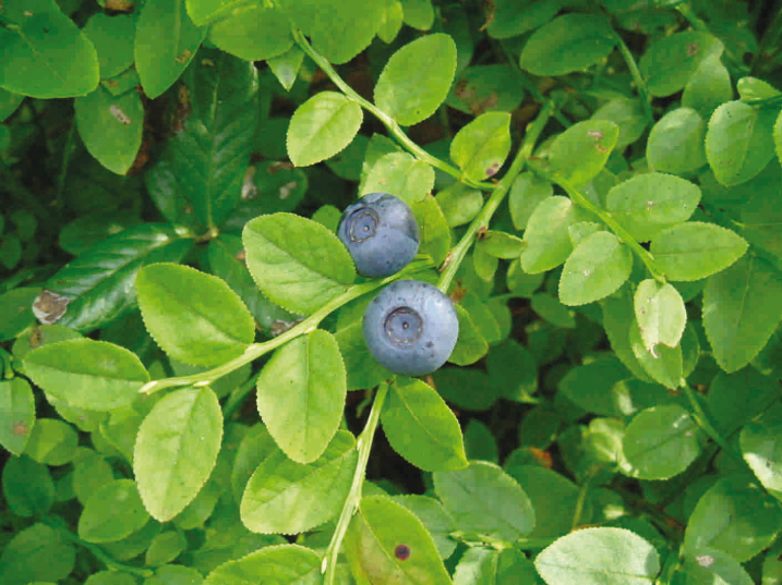 Bilberry plant Euromed