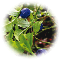 bilberry