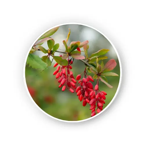 Barberry Root – Berberis Spp.