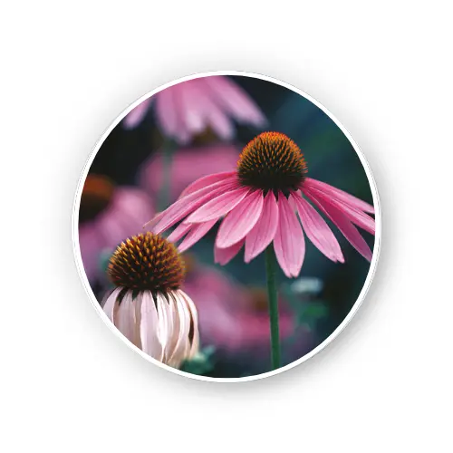 Echinacea root – Echinacea angustifolia