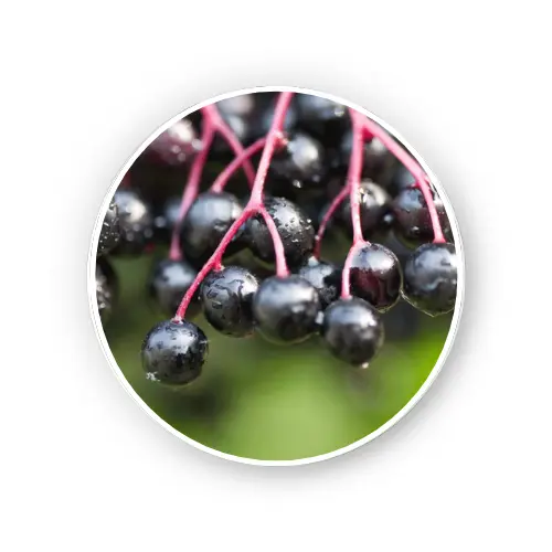 Elderberry fruit – Sambucus nigra