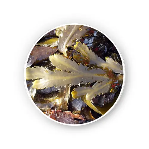 Fucus thallus – Fucus vesiculosus