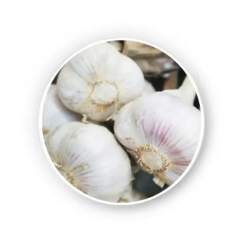 Garlic bulb Extract