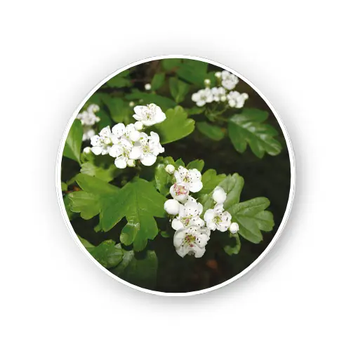 Hawthorn leaf & flower – Dry Extract