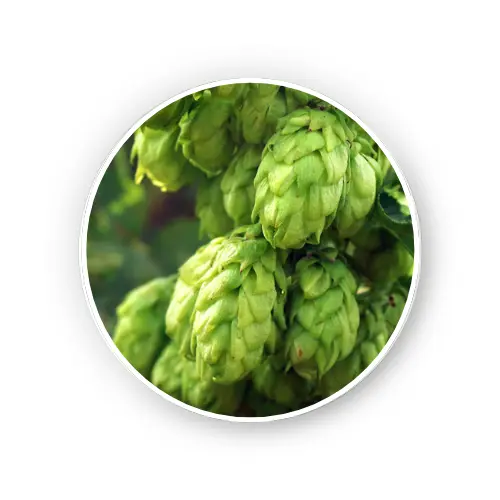 Hop Strobile Dry Extract