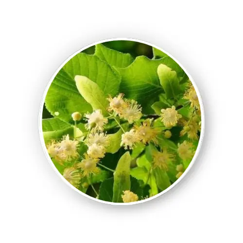 Lime flower – Tilia spp.