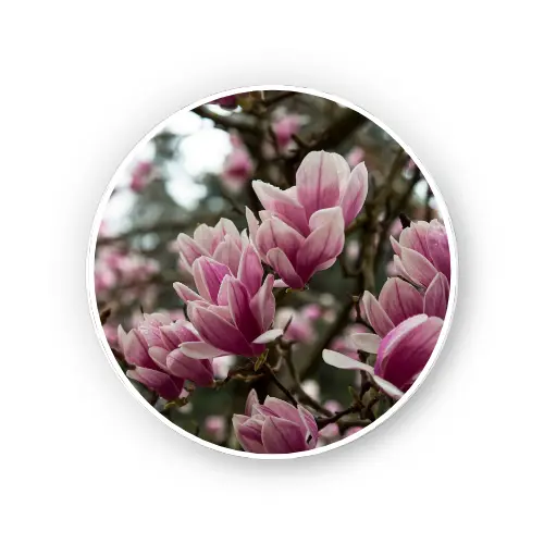 Magnolia Bark Dry Extract