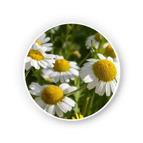 Matricaria Flower Dry Extract