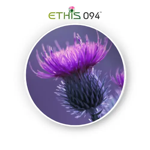 Milk thistle fruit – Dry Extract