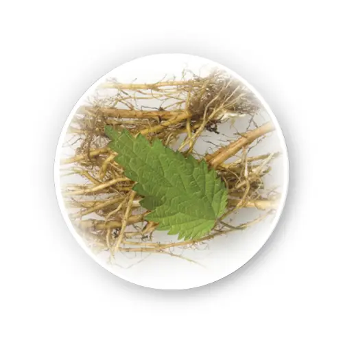 Nettle root – Dry Extract