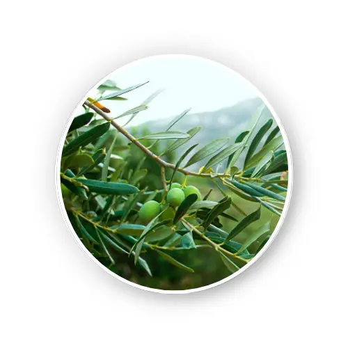 Olive leaf – Dry Extract