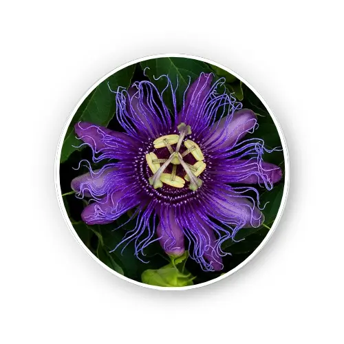 Passionflower Aerial Parts – Dry Extract