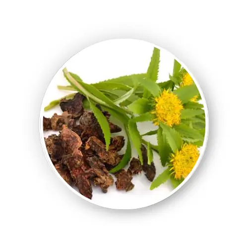 Rhodiola Rosea Root Dry Extract