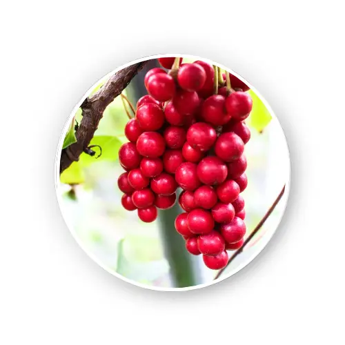 Schisandra fruit –  Schisandra chinensis Turcz. Baillon