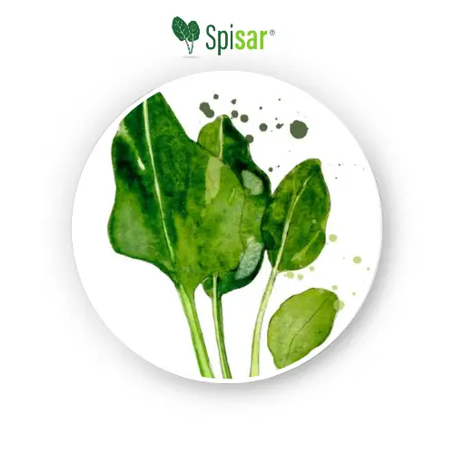 Spinach leaf extract