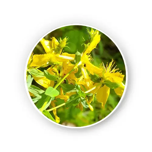 St. John’s wort flower – Dry Extract