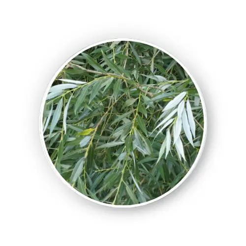 Willow Bark – Dry Extract