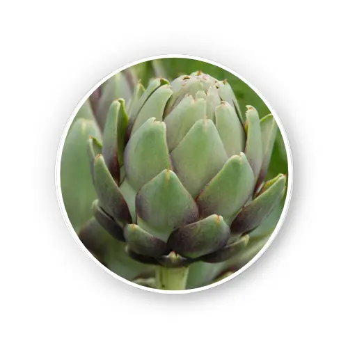 Artichoke aerial parts – Cynara scolymus