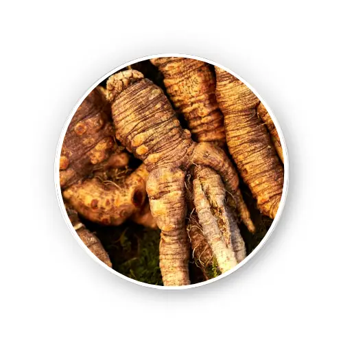 Ginseng Root Dry Extract