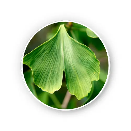 Ginkgo Leaf   Dry Extract