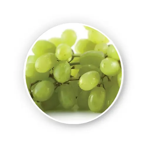 Grape seed – Vitis vinifera Dry Extract