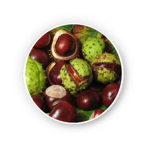 Horse chestnut seed – Dry Extract