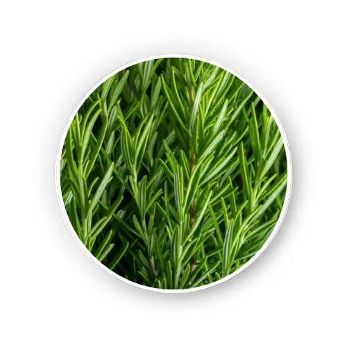 Rosemary leaf – Dry Extract