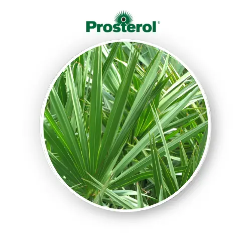 Saw palmetto berry Extract prosterol